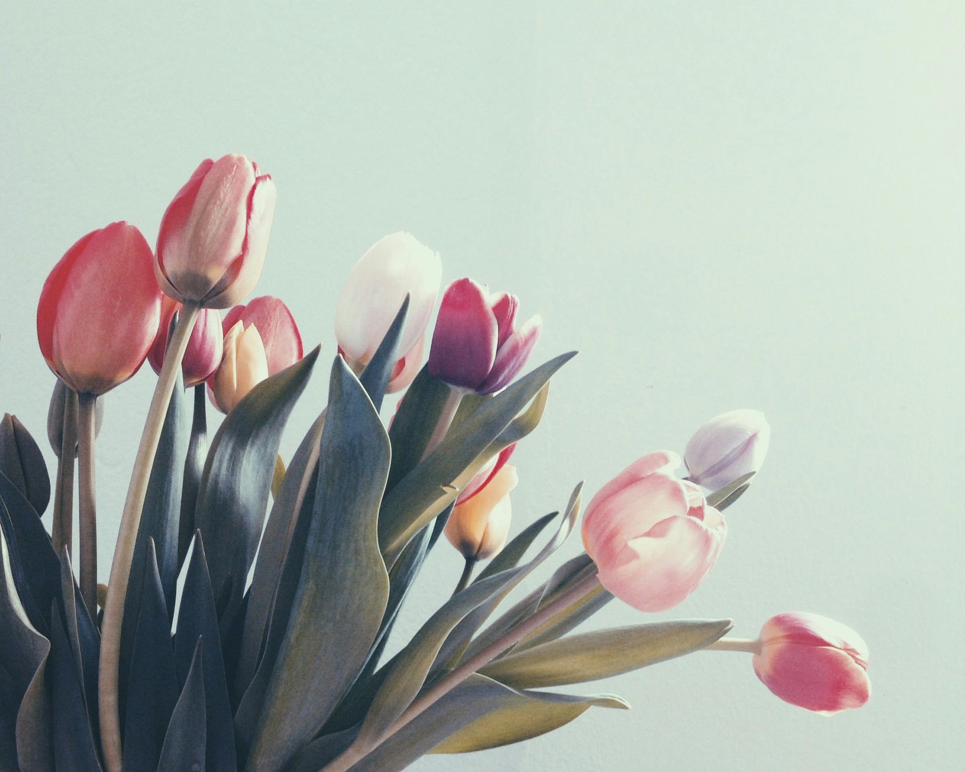 Lions-tulipaner 