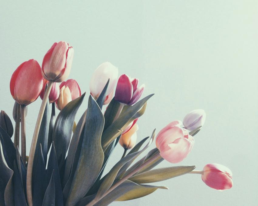 Lions-tulipaner 